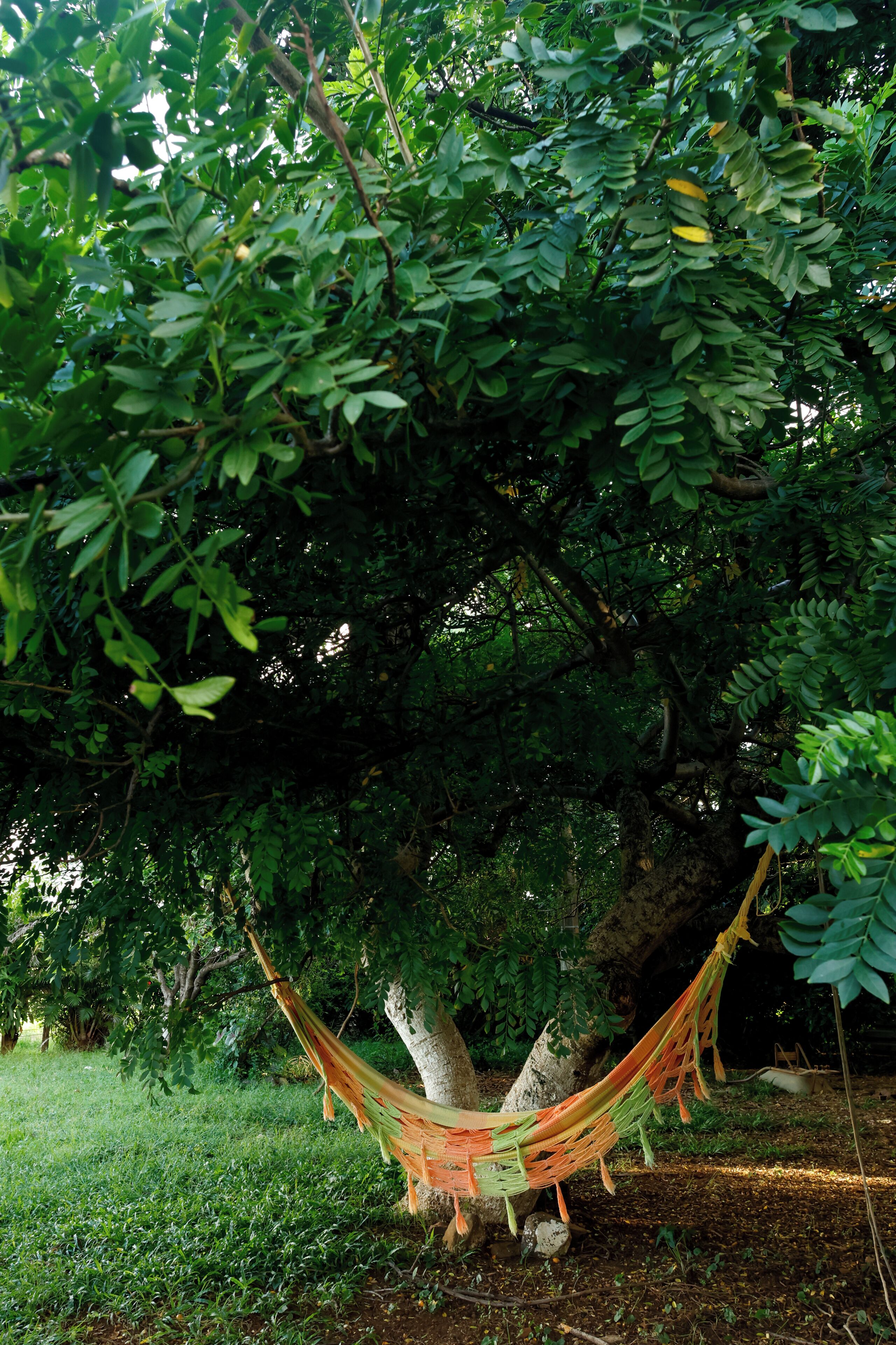 Una hamaca bajo un árbol en un entorno natural.