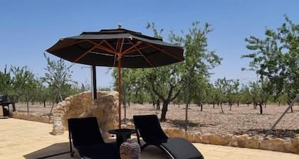 Oasis view