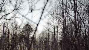 A cabin with a porch, surrounded by a forest. - Secluded Cozy Log Cabin Villa (Creola)