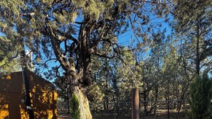 Un patio con una chimenea, un cobertizo de madera y un árbol grande.