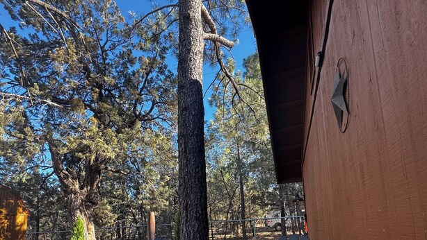 Una terraza de madera con dos sillas Adirondack y un árbol grande.