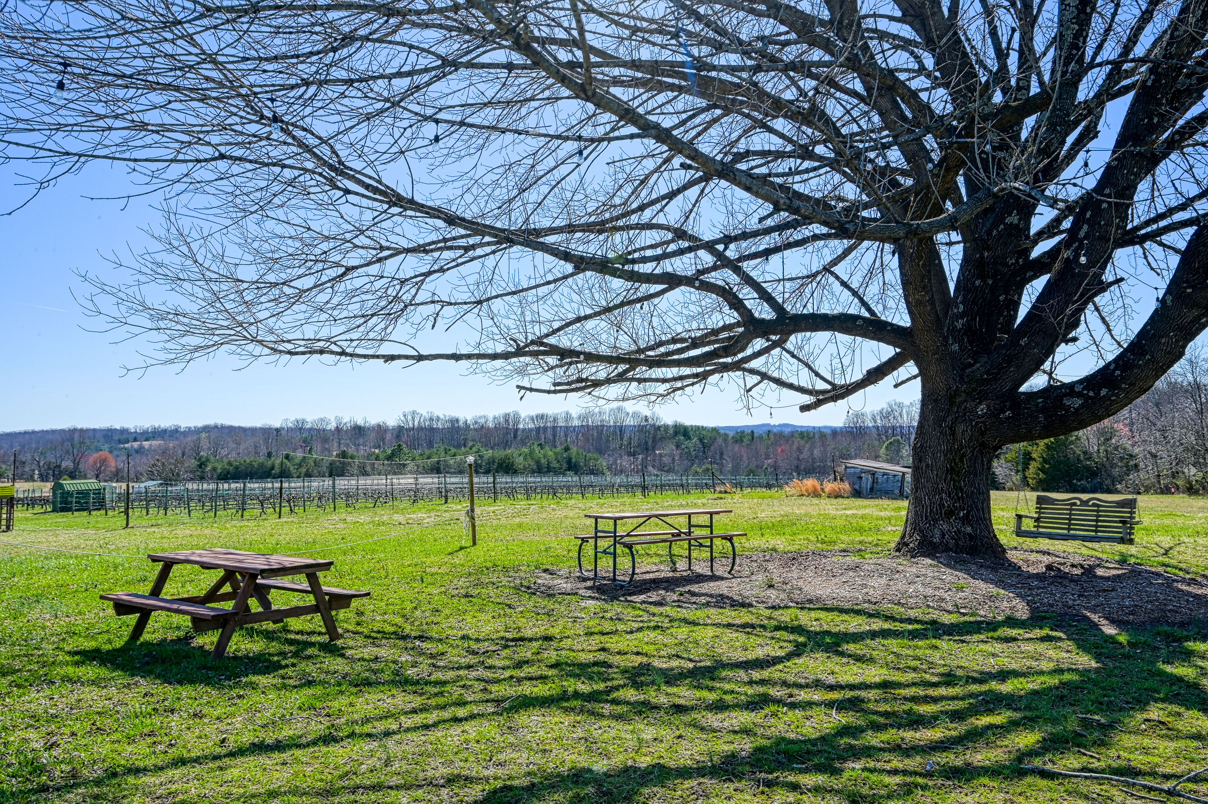 Un área de picnic con una mesa y bancos bajo un árbol grande, rodeada por un campo cubierto de césped y un viñedo al fondo.