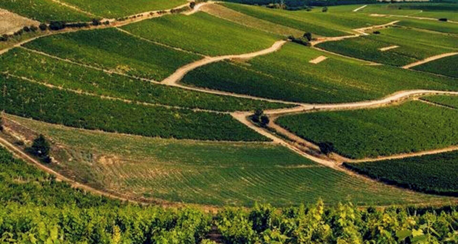 A vineyard with terraced fields and a dirt path.