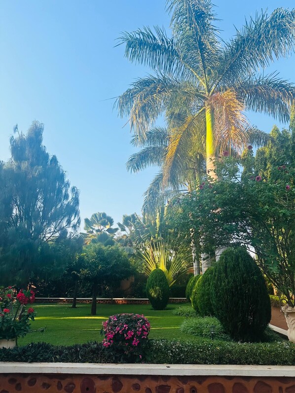 A garden with palm trees, a well-manicured lawn, and various shrubs.