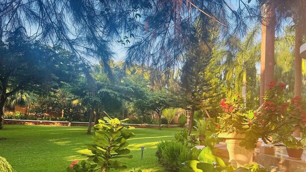 Um jardim bem cuidado, com diversas plantas e céu limpo.