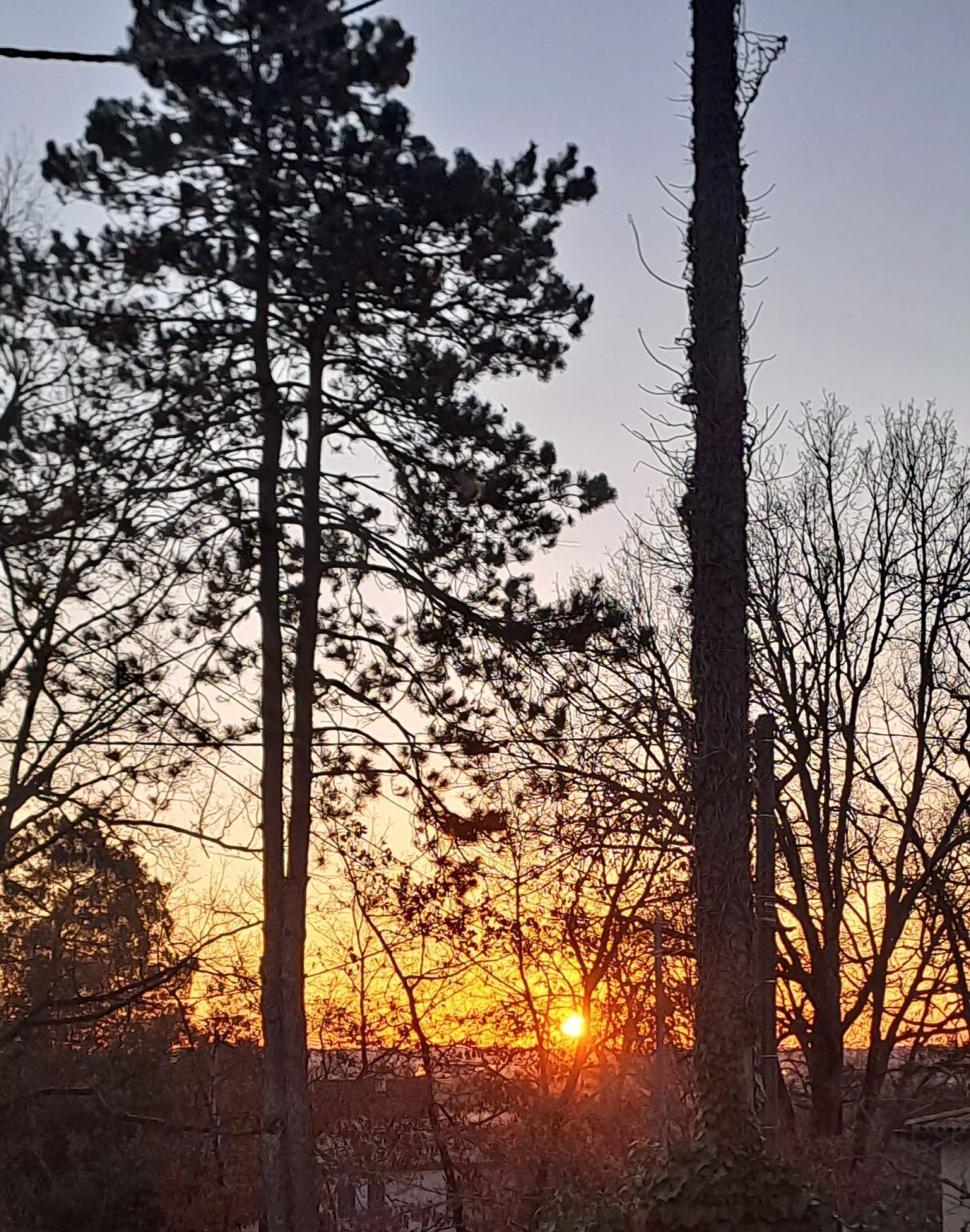 Een bos met hoge bomen en een ondergaande zon op de achtergrond.