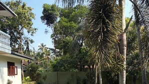 A well-maintained grassy yard with a palm tree, a house with a balcony, and a clear sky.