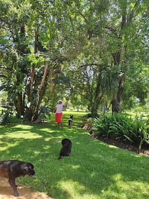 Un jardin luxuriant, avec une grande variété d’arbres et de plantes, une pelouse et un chien.