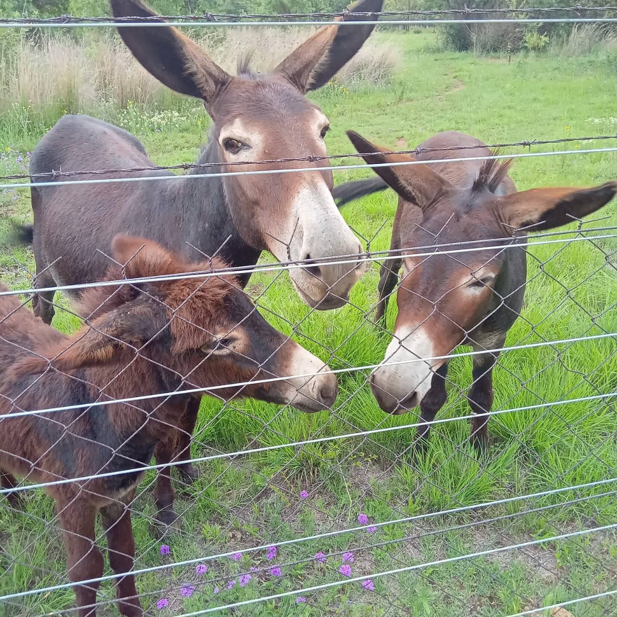 A donkey enclosure with a wire fence, green grass, and purple flowers.