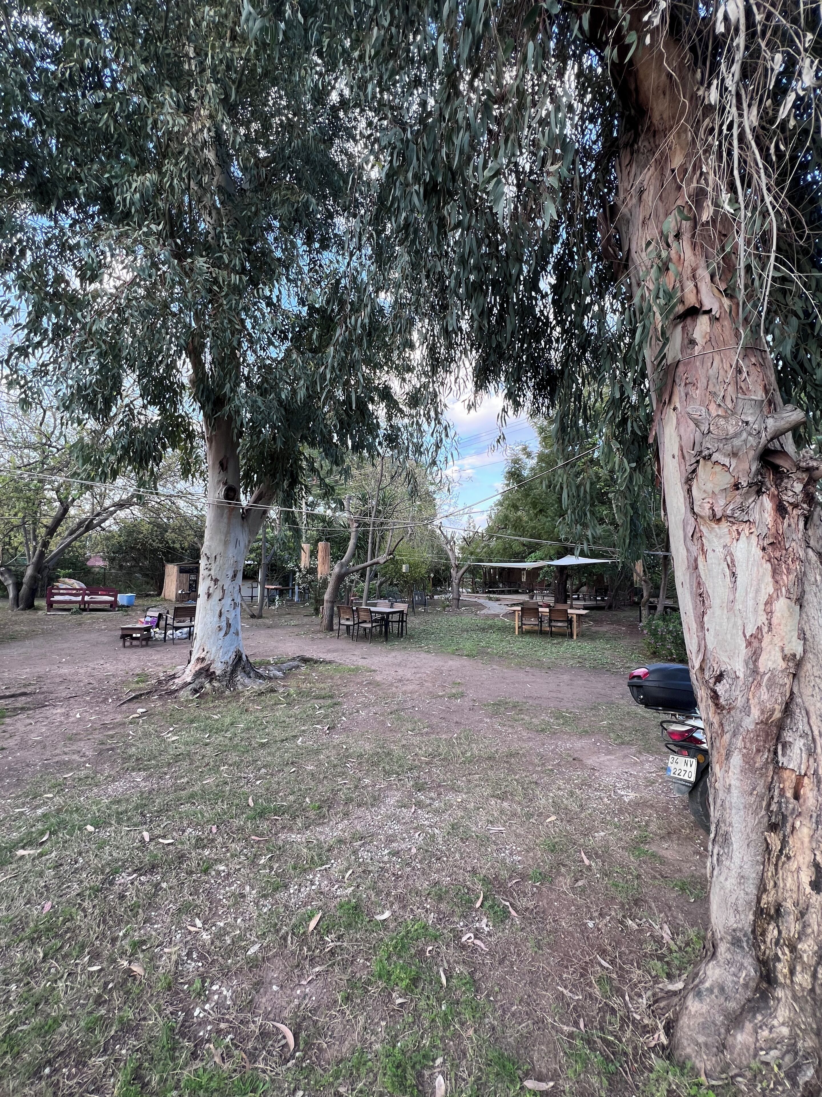 Een park met picknicktafels, een auto en een boom met een zichtbare stam.