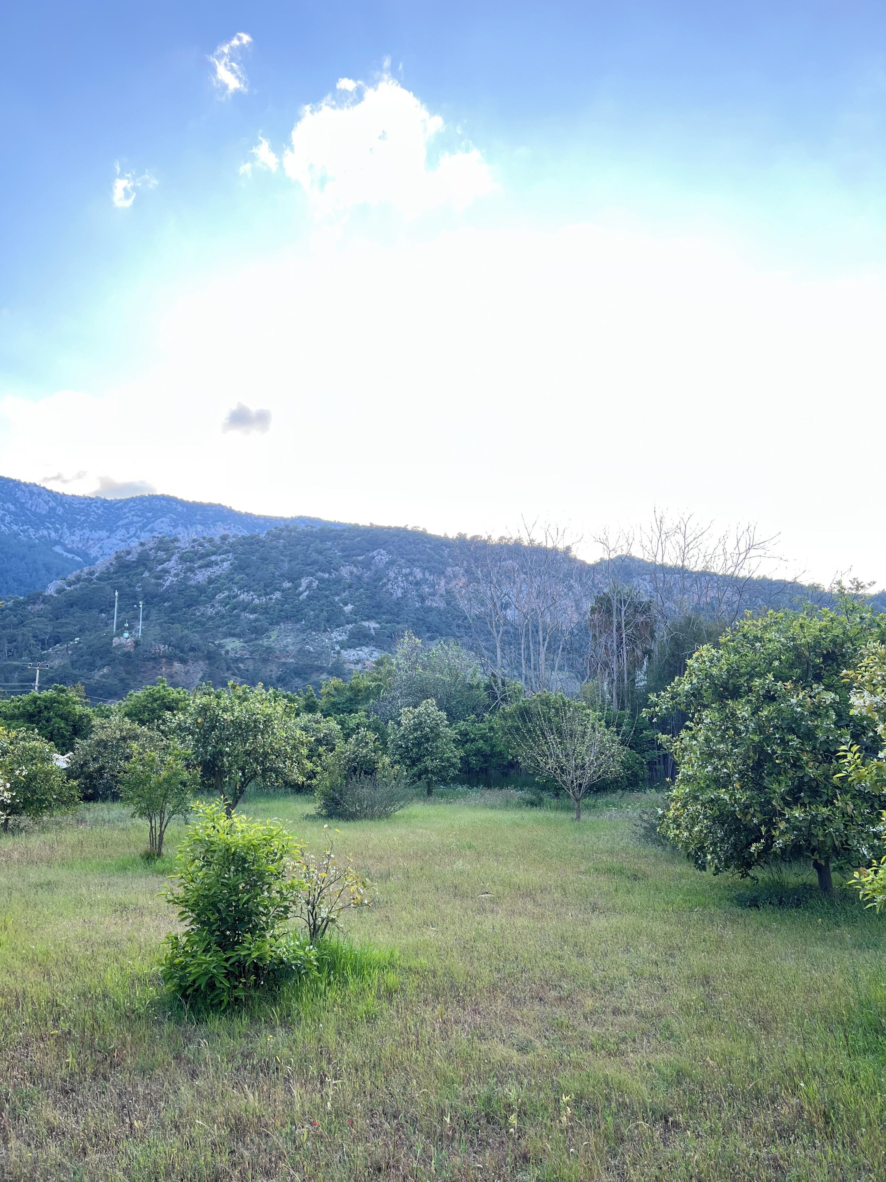 A grassy field with trees and a mountain in the background.
