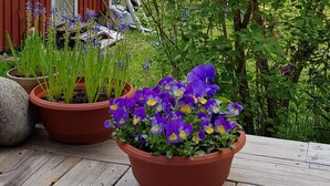 A wooden deck with potted plants and flowers. - 4 Star Holiday Home in Mariefred (Mariefred)