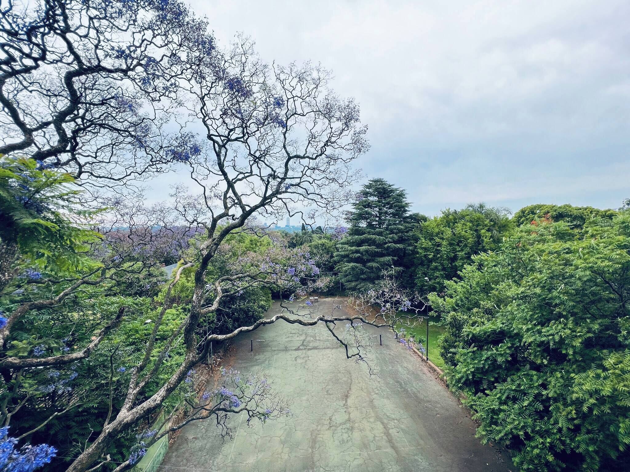 A paved pathway surrounded by dense greenery and trees.