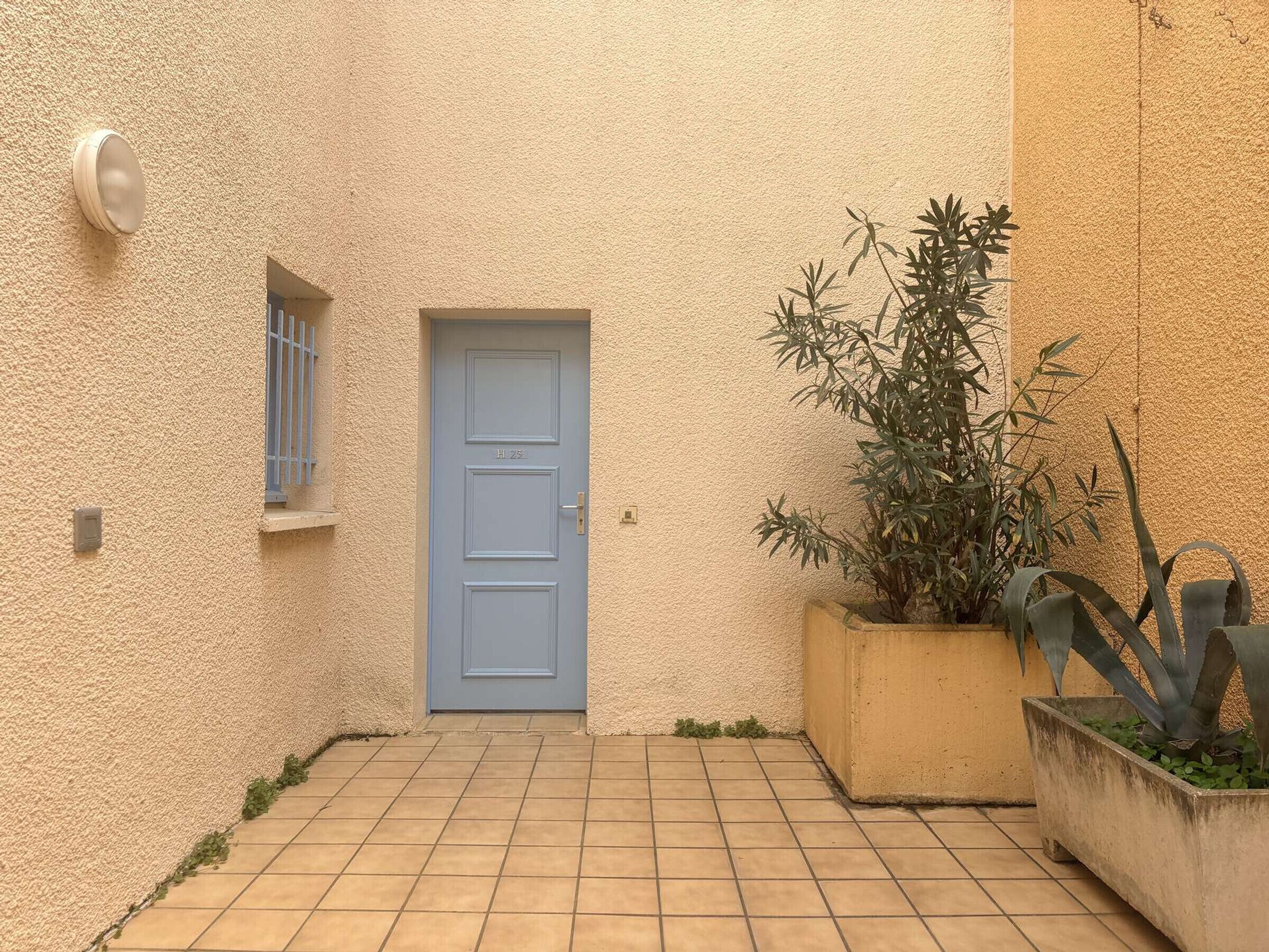 A blue door, a small window with bars, and a potted plant with long leaves.