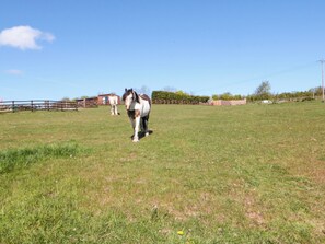 A grassy field with two horses, a wooden fence, and a building in the background. - Heather Heights (Whitby)