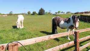A fenced outdoor area with two horses grazing. - Fern Folly (Whitby)