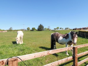 A fenced outdoor area with two horses grazing. - Fern Folly (Whitby)