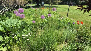 Un giardino con diverse piante e fiori, un prato e un albero grande.