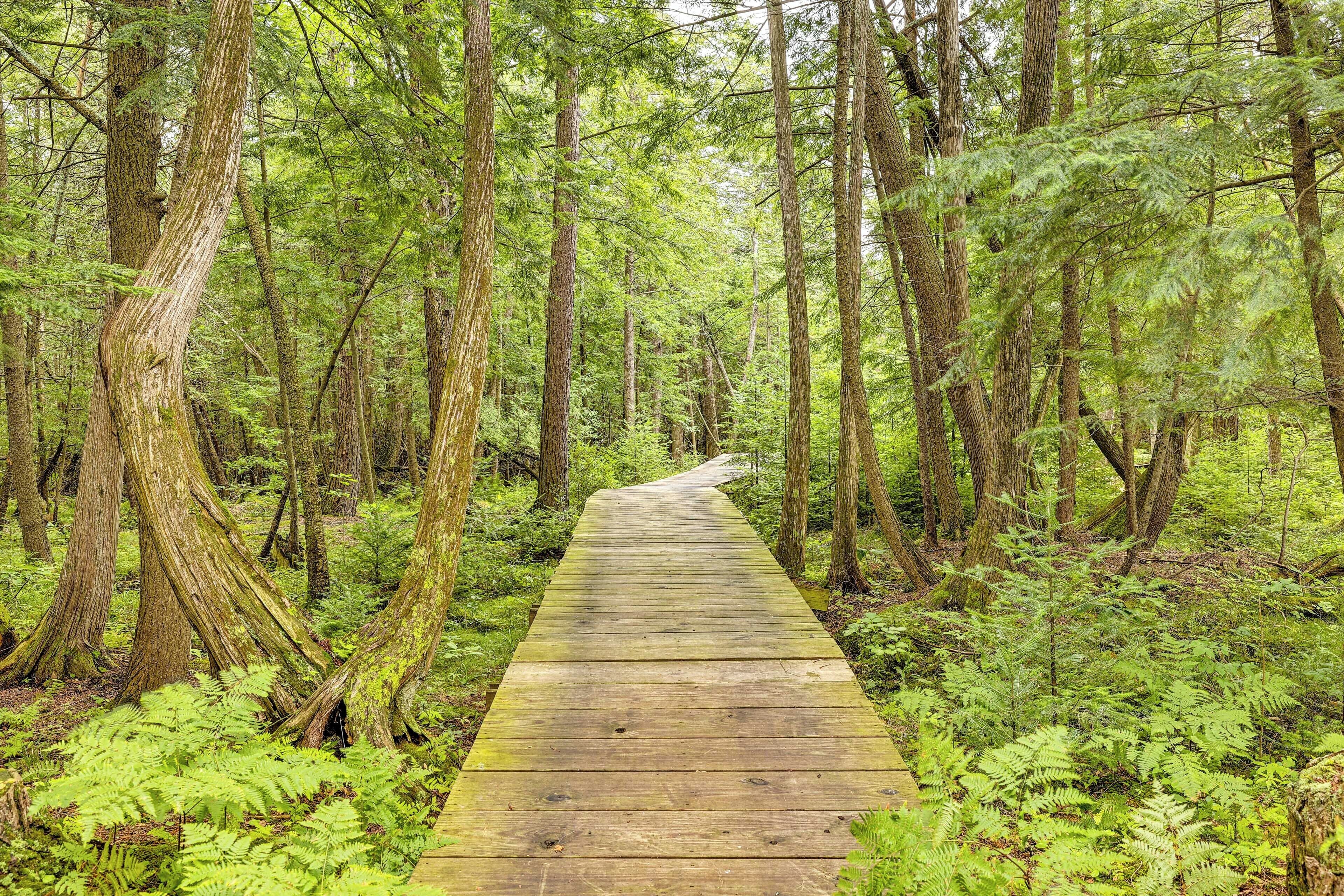 A wooden boardwalk through a dense forest with tall trees and ferns.