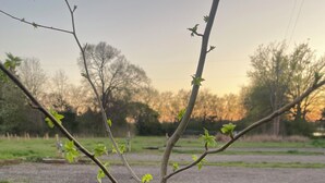 Un árbol con hojas verdes en una zona cubierta de césped.