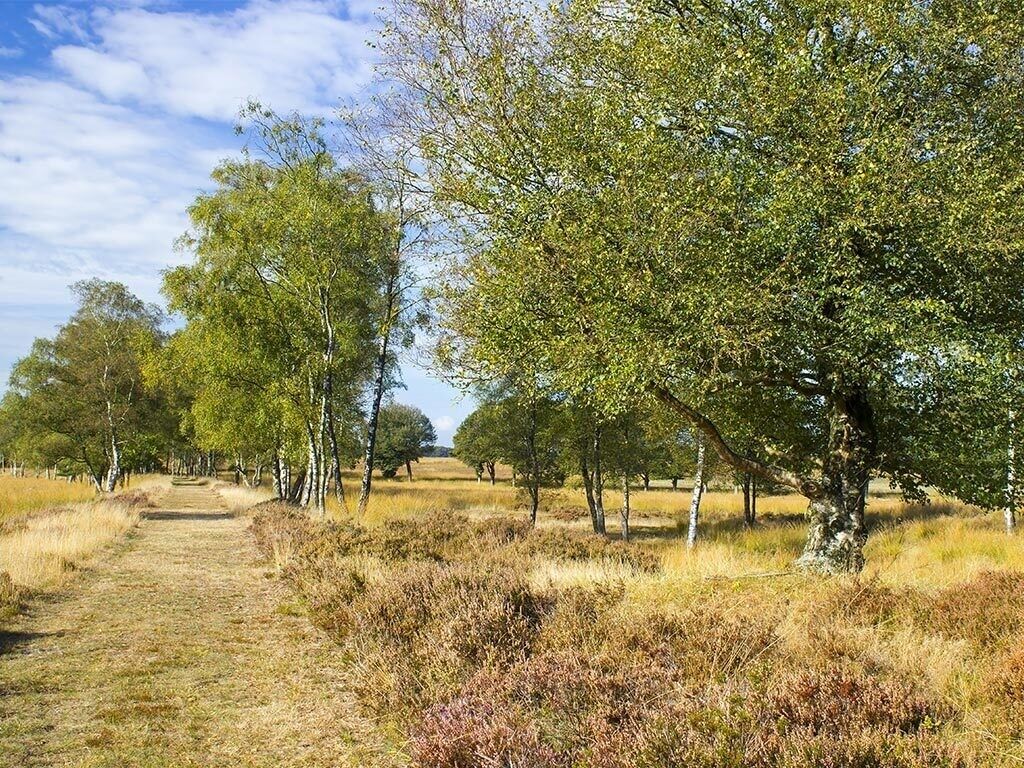 A rural landscape with a dirt path, trees, and open fields.