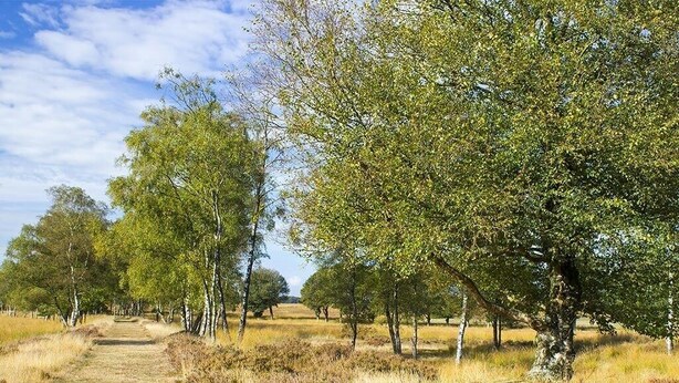 A rural landscape with a dirt path, trees, and open fields.
