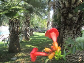 Àrea exterior de l'allotjament