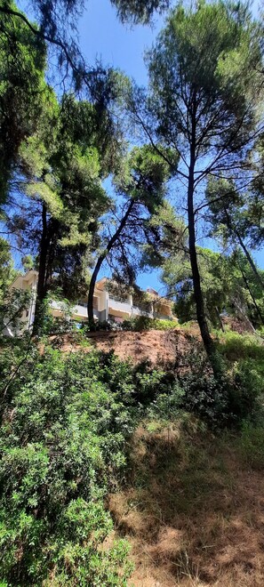 A natural landscape with trees and a building in the background. - Dryades Hotel (Kassandra)