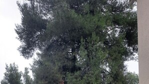 A large tree, a stone bench, and a potted plant in a garden area. - Dryades Hotel (Kassandra)