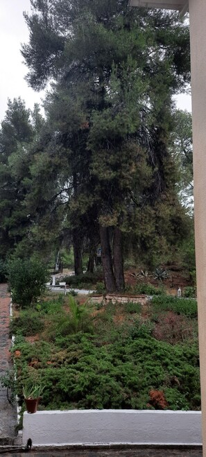 Property grounds - Dryades Hotel (Siviri)