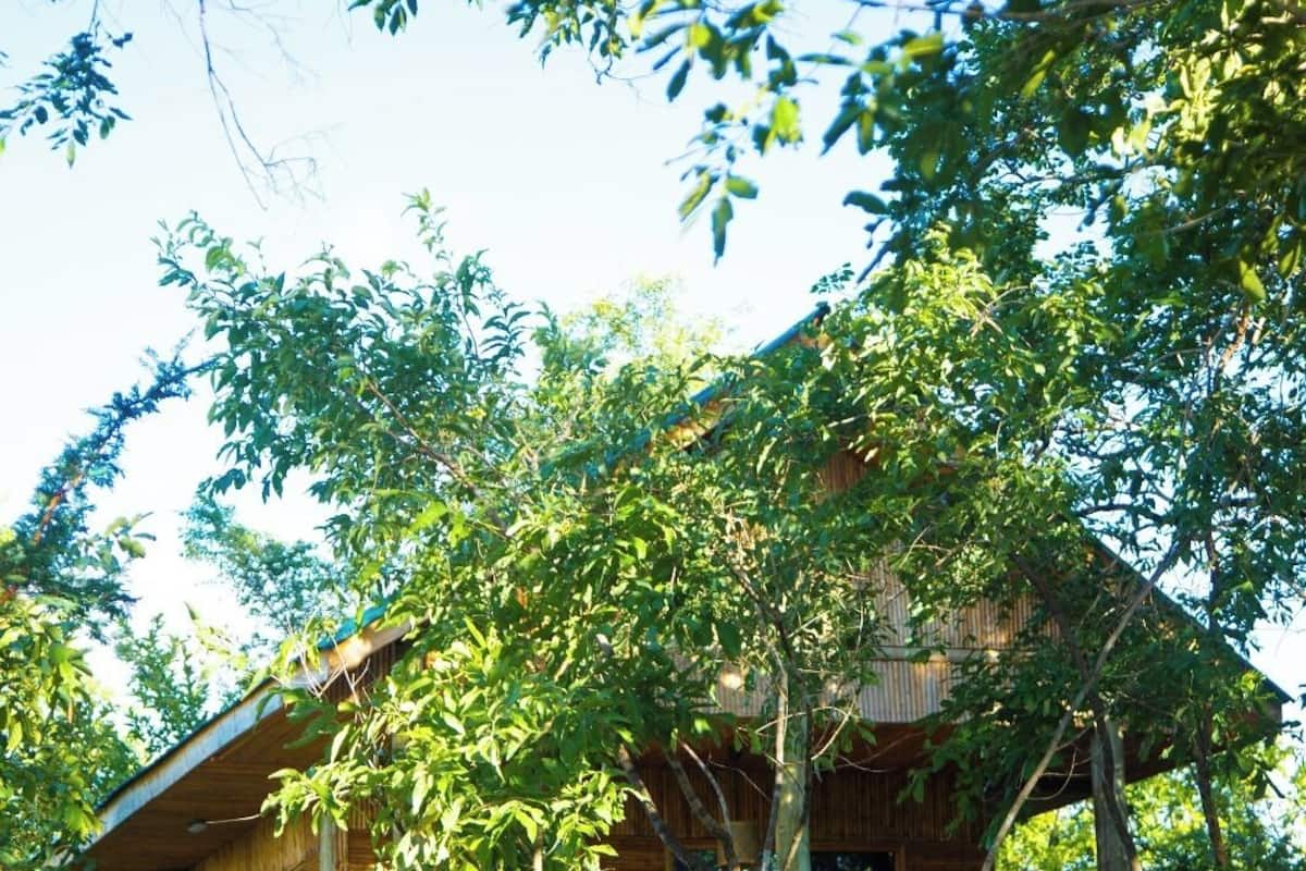A rustic wooden cabin surrounded by trees.