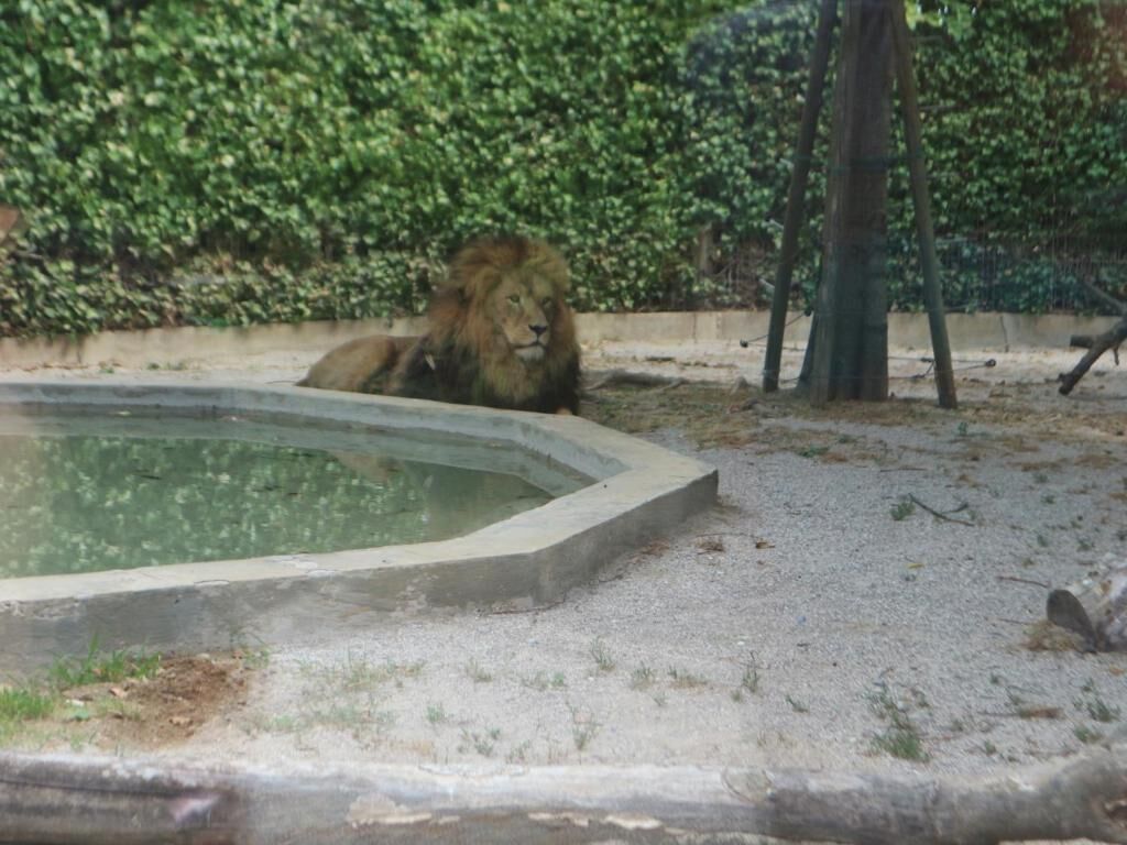 Un lion se repose près d’un point d’eau dans un enclos, avec en arrière-plan une haie verte et touffue.