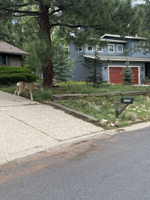 Exterior - Wonderful 6-bedroom house in Flagstaff perfect for family getaways (Flagstaff)