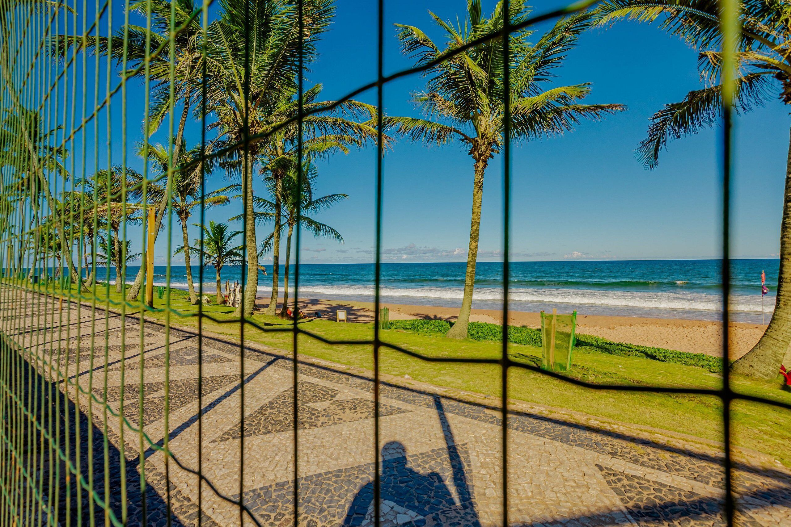 A paved pathway lined with palm trees leading to a beach with the ocean in the background.