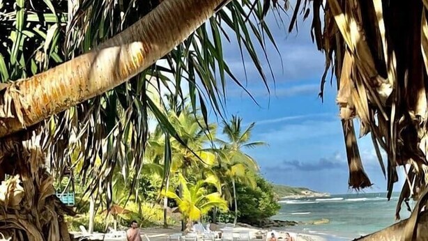 Ein Strand mit Palmen, Liegestühlen und einem sandigen Ufer.