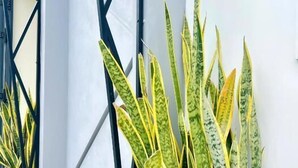 Un sansevieria en pot, placé dans un coin, avec une structure métallique aux motifs géométriques en arrière-plan.