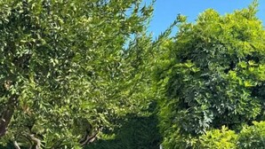 A paved patio area with a grassy lawn and dense shrubbery. - Casa FEREMI (Cavallino)