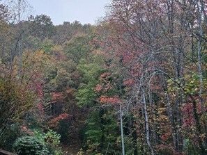 A forested area with trees displaying autumn foliage.