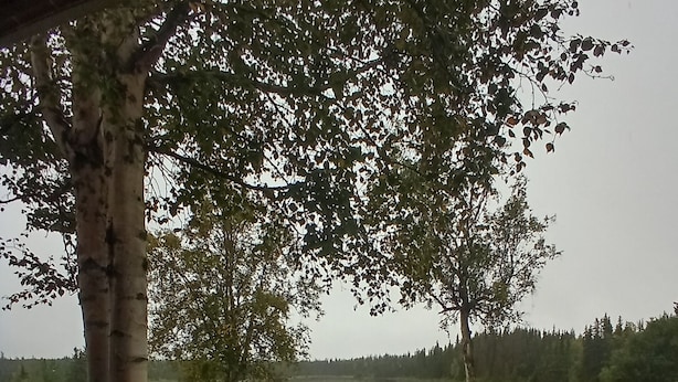 Udsigt over en sø omgivet af træer og græs.