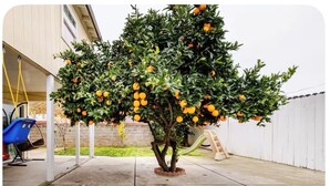 Un árbol con naranjas en un patio trasero.