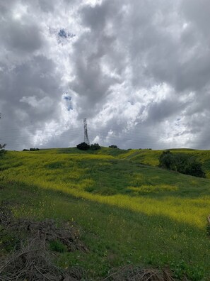 A field with yellow flowers and a power line tower.