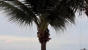 Een palmboom, uitzicht op de oceaan en een strandsetting.