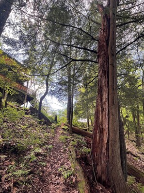 A forested area with a fallen log, dense trees, and a wooden structure partially obscured by foliage. - Maxwell Reserve • Private Forest Retreat • Sleeps 14 (Tionesta)