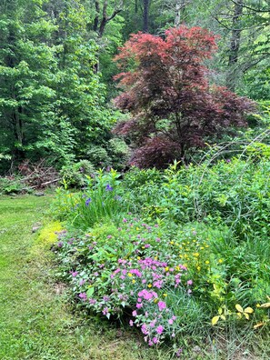 Property grounds - 3-bedroom house in peaceful Boone with cool AC breeze (Boone)