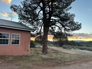 A house with a large pine tree in front, a dirt path, and a clear sky.