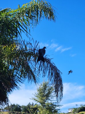 A bird perched on a tree branch with a clear blue sky in the background. - Sugarloaf Studio with a view. Near Church Rd and Mission Estate Wineries (Napier)