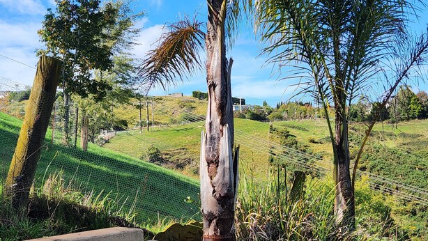 A rural landscape with a fence, trees, and a clear sky.