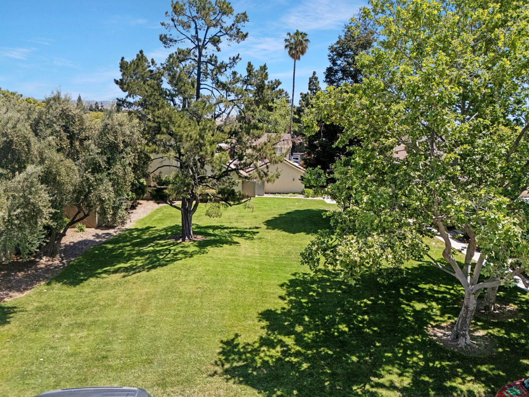 A well-maintained lawn with a variety of trees, including a tall pine and a palm tree, and a building in the background.