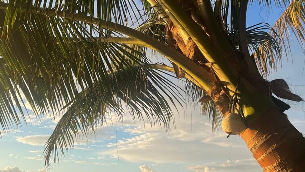 A beach scene with a palm tree, a thatched hut, and a wooden pier extending into the sea. - Charming beachfront studio cabana in sunny Placencia (Placencia)