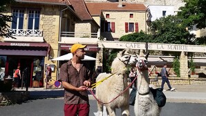 A person leading two white goats on a leash in a town square with historic buildings in the background.